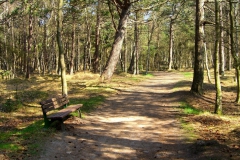 Waldweg